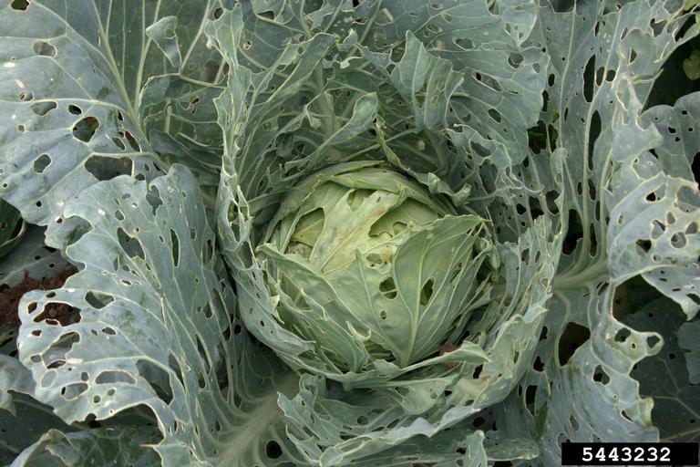 Brassica Insect Pests